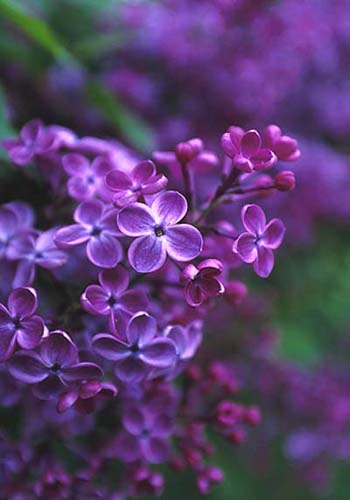 Lilac, one of the 'Top 10 spring flowers to see in Beijing' by China.org.cn.