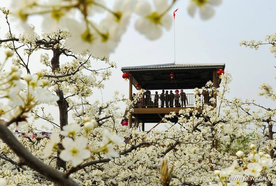 Tourists enjoy pear flowers at Yinzhuang Village in Wanli Town of Suning County, north China's Hebei Province, April 9, 2015. (Xinhua/Wang Xiao)