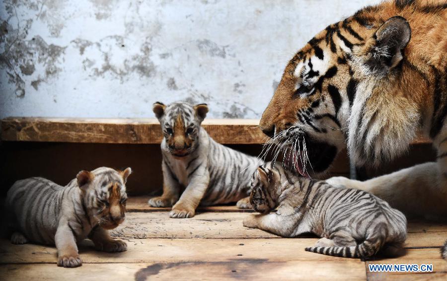 A Siberian tiger licks her baby at the Siberian Tiger Park in northeast China's Heilongjiang Province, May 6, 2015. A total of 20 Siberian tiger cubs, one of the world's most endangered animals, were born in 2015 at the tiger park. China established the Siberian Tiger Park in 1986 with only eight Siberian tigers. Currently, there are more than 1,000 Siberian tigers at the park, all of which have undergone DNA tests to prevent 'intermarriage' among them. (Xinhua/Wang Jianwei)
