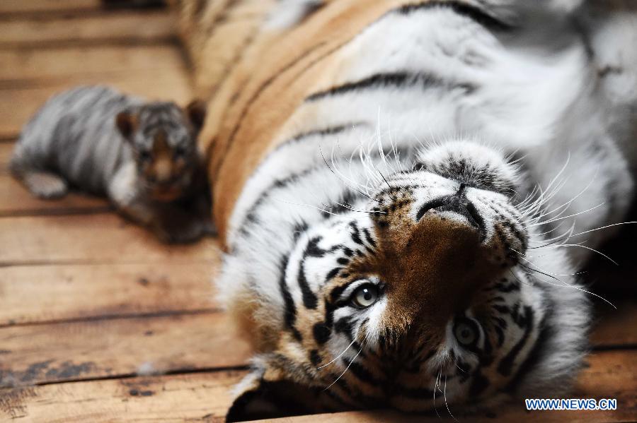 A Siberian tiger lies beside her baby at the Siberian Tiger Park in northeast China's Heilongjiang Province, May 6, 2015. A total of 20 Siberian tiger cubs, one of the world's most endangered animals, were born in 2015 at the tiger park. China established the Siberian Tiger Park in 1986 with only eight Siberian tigers. Currently, there are more than 1,000 Siberian tigers at the park, all of which have undergone DNA tests to prevent 'intermarriage' among them. (Xinhua/Wang Jianwei)