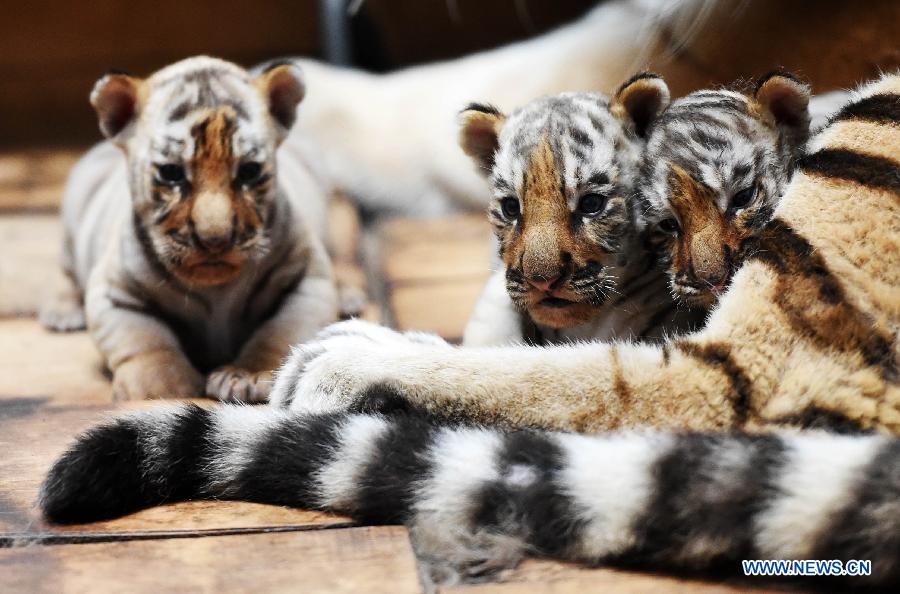 Siberian tiger cubs stay beside their mother at the Siberian Tiger Park in northeast China's Heilongjiang Province, May 6, 2015. A total of 20 Siberian tiger cubs, one of the world's most endangered animals, were born in 2015 at the tiger park. China established the Siberian Tiger Park in 1986 with only eight Siberian tigers. Currently, there are more than 1,000 Siberian tigers at the park, all of which have undergone DNA tests to prevent 'intermarriage' among them. (Xinhua/Wang Jianwei)