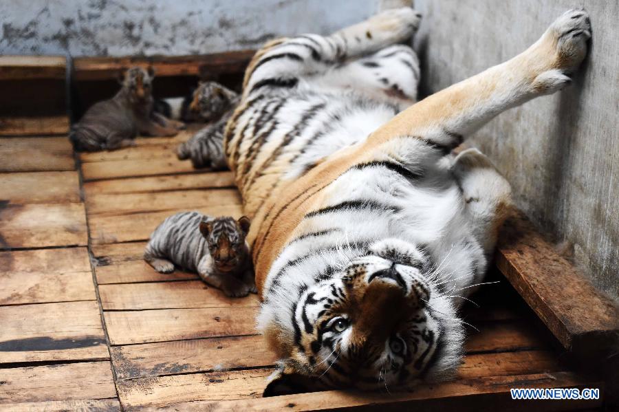 Siberian tiger cubs stay beside their mother at the Siberian Tiger Park in northeast China's Heilongjiang Province, May 6, 2015. A total of 20 Siberian tiger cubs, one of the world's most endangered animals, were born in 2015 at the tiger park. China established the Siberian Tiger Park in 1986 with only eight Siberian tigers. Currently, there are more than 1,000 Siberian tigers at the park, all of which have undergone DNA tests to prevent 'intermarriage' among them. (Xinhua/Wang Jianwei)