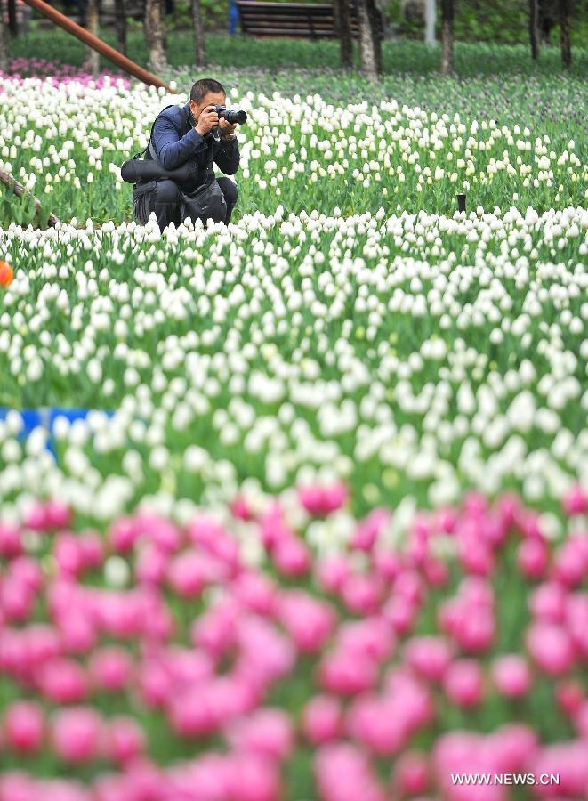 Tourists take photos of tulips at a park in Changchun, capital city of northeast China's Jilin Province, May 13, 2015