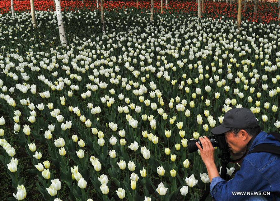 Tourists take photos of tulips at a park in Changchun, capital city of northeast China's Jilin Province, May 13, 2015