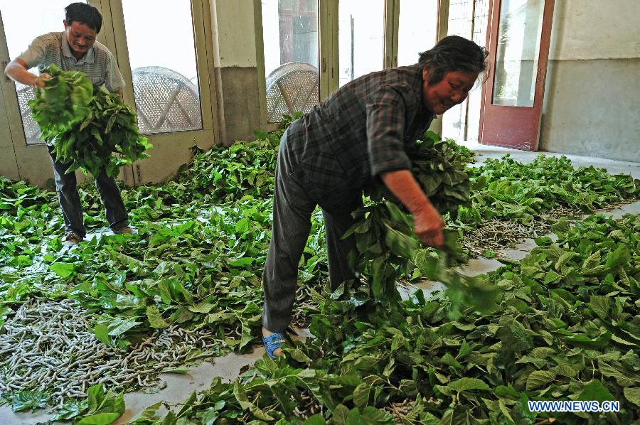 CHINA-ZHEJIANG-SERICULTURE (CN)