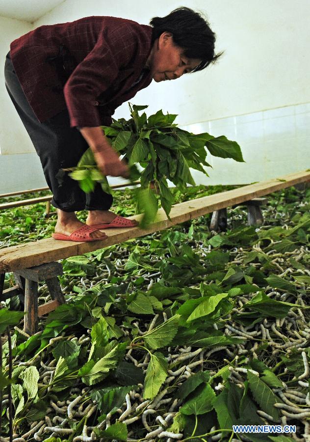 CHINA-ZHEJIANG-SERICULTURE (CN)