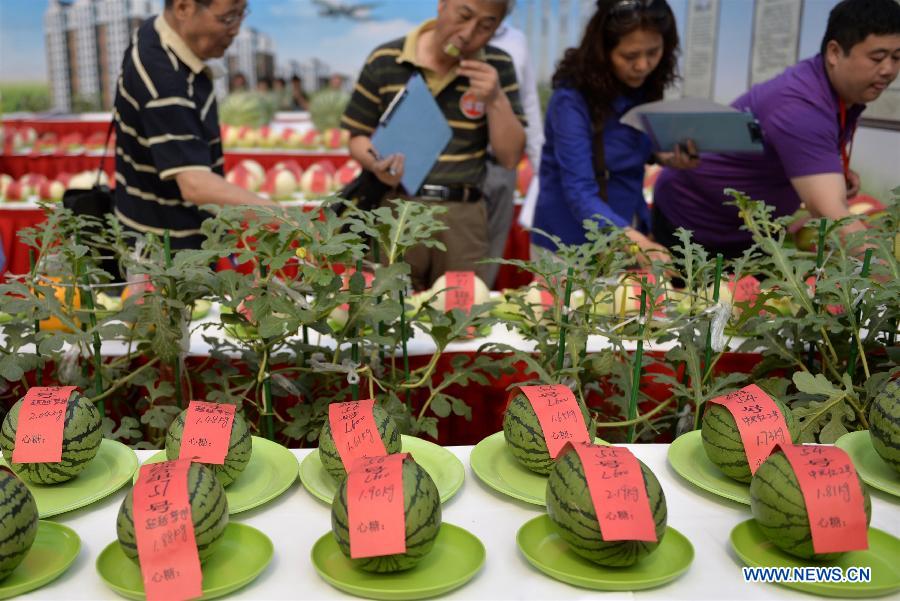 Judges evaluate the sweetness of watermelons during the 27th Daxing Watermelon Festival in Panggezhuang Township of Daxing District of Beijing, capital of China, May 25, 2015. (Xinhua/Gao Jianjun) 