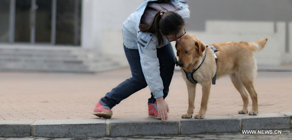 Trainer Liang Jia trains dog Nighty in Dalian, northeast China's Liaoning Province, on February 20, 2014. (Photo/Xinhua)