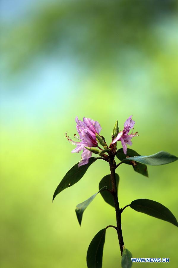 CHINA-SICHUAN-SCIENTIFIC INVESTIGATION FOR AZALEA(CN)