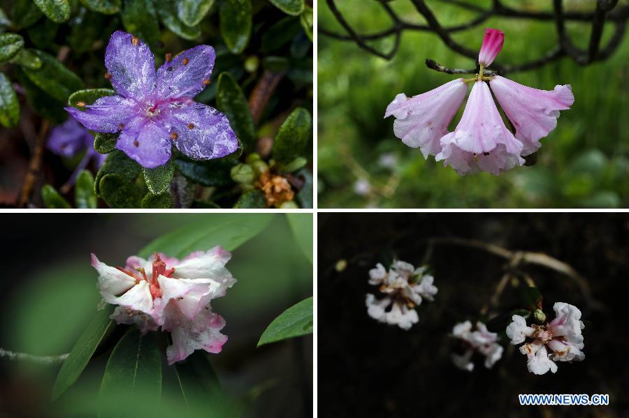 CHINA-SICHUAN-SCIENTIFIC INVESTIGATION FOR AZALEA(CN)