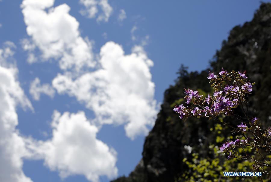 CHINA-SICHUAN-SCIENTIFIC INVESTIGATION FOR AZALEA(CN)