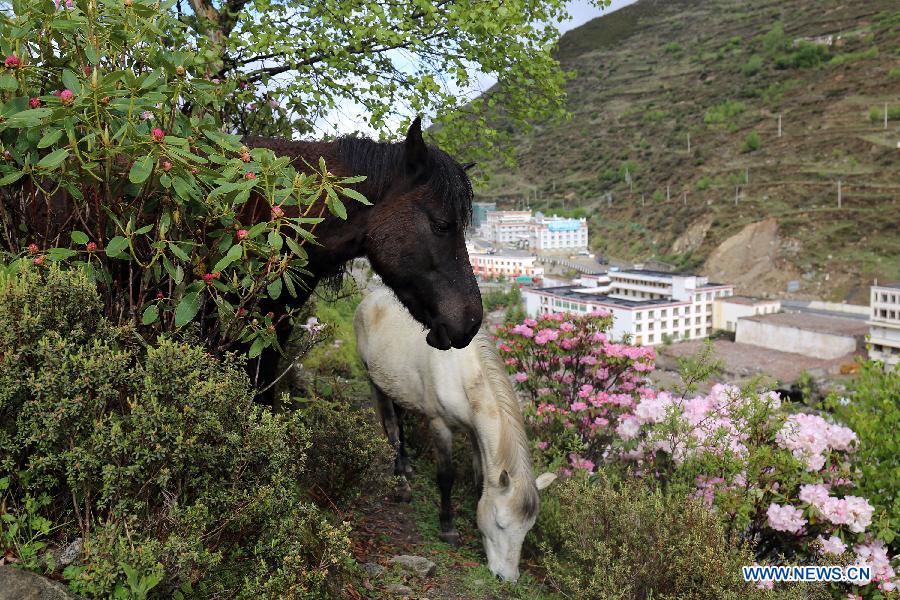 CHINA-SICHUAN-SCIENTIFIC INVESTIGATION FOR AZALEA(CN)