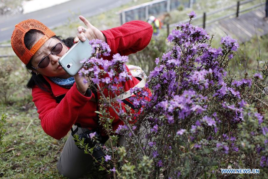 CHINA-SICHUAN-SCIENTIFIC INVESTIGATION FOR AZALEA(CN)