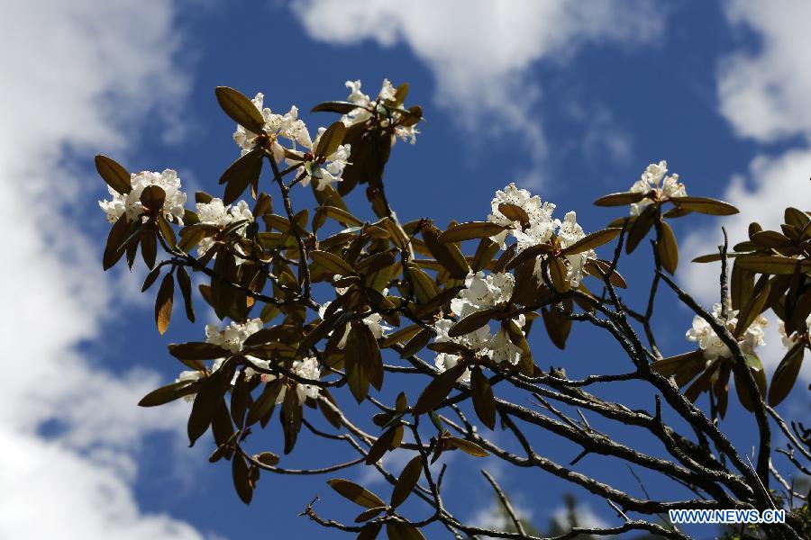 CHINA-SICHUAN-SCIENTIFIC INVESTIGATION FOR AZALEA(CN)