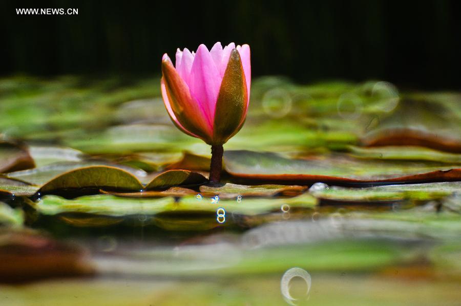 #CHINA-SHANDONG-QINGDAO-WATER LILY (CN)