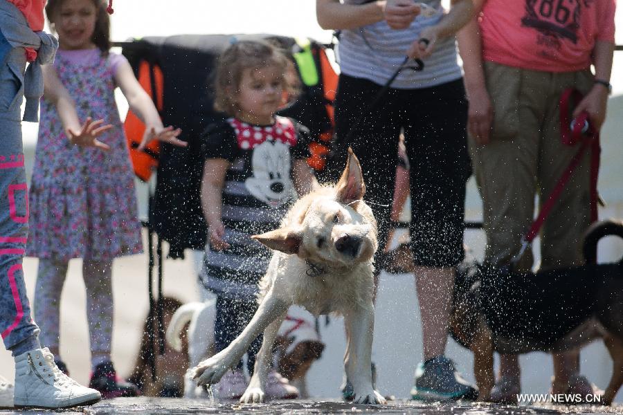 HUNGARY-BUDAPEST-DOG DIVING-COMPETITION