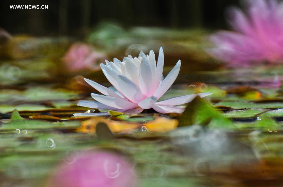 #CHINA-SHANDONG-QINGDAO-WATER LILY (CN)