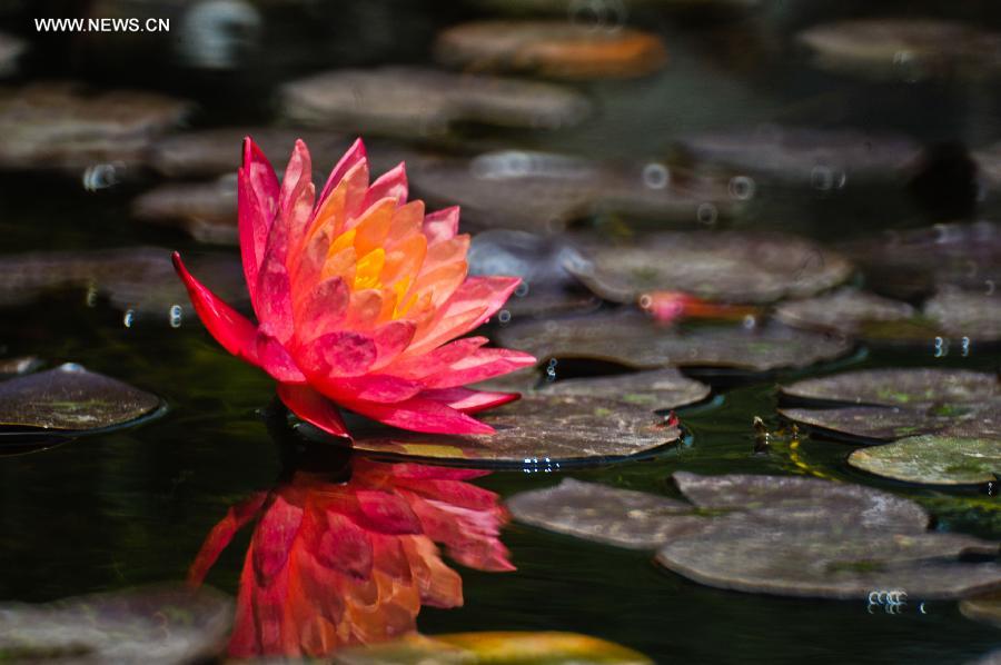 #CHINA-SHANDONG-QINGDAO-WATER LILY (CN)