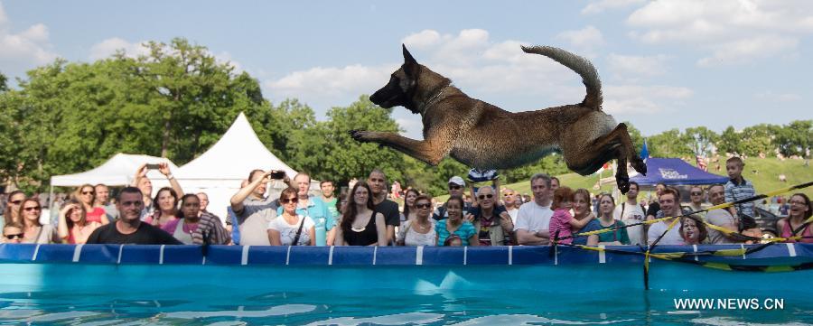 HUNGARY-BUDAPEST-DOG DIVING-COMPETITION