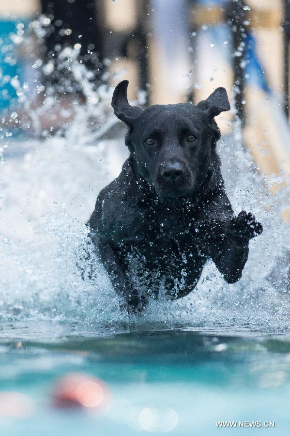 HUNGARY-BUDAPEST-DOG DIVING-COMPETITION