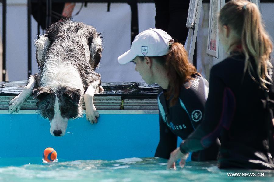 HUNGARY-BUDAPEST-DOG DIVING-COMPETITION