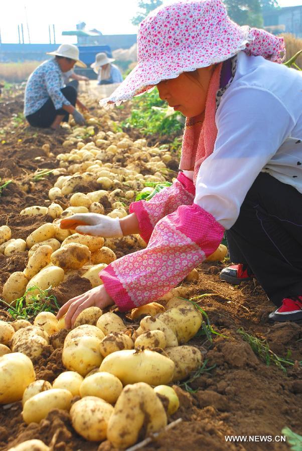 June 6 marks the solar term of Grain in Ear and farmers here are busy with collecting ripe crops. 