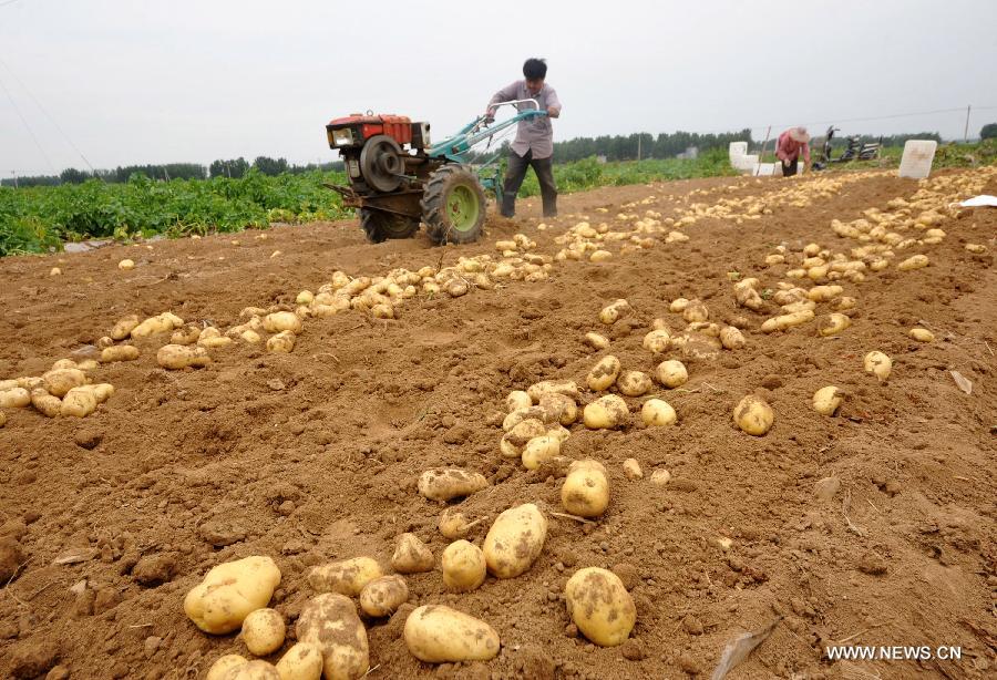 June 6 marks the solar term of Grain in Ear and farmers here are busy with collecting ripe crops. 