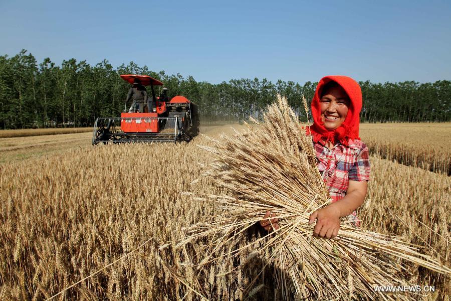 June 6 marks the solar term of Grain in Ear and farmers here are busy with collecting ripe crops. 