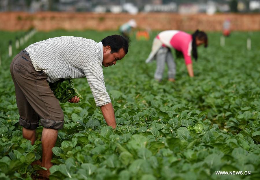 Farmers harvest pollution-free vegetables at Na'an Village in Honghe Hani and Yi Autonomous Prefecture, southwest China's Yunnan Province, June 8, 2015. 