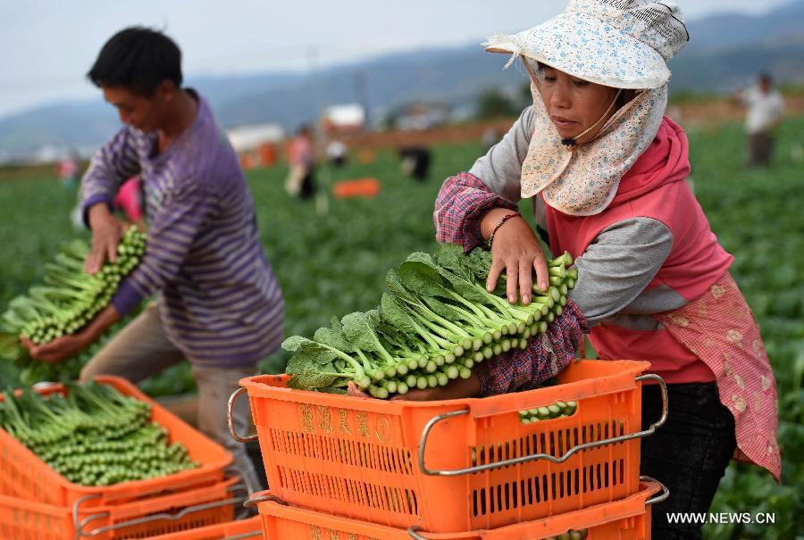 Farmers harvest pollution-free vegetables at Na'an Village in Honghe Hani and Yi Autonomous Prefecture, southwest China's Yunnan Province, June 8, 2015. 