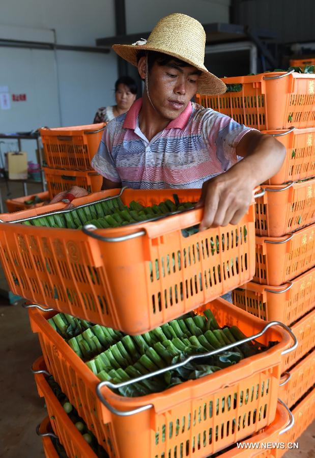 A farmer carries newly-harvested pollution-free vegetables to cold storage at Na'an Village in Honghe Hani and Yi Autonomous Prefecture, southwest China's Yunnan Province, June 8, 2015. 