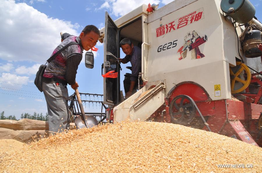 Local villagers harvest wheat in Boliugu Village of Qiuxian County, north China's Hebei Province, June 14, 2015. 