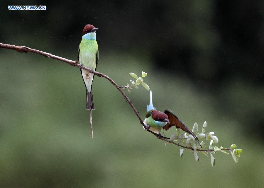 #CHINA-JIANGXI-POYANG LAKE-MEROPS VIRIDIS (CN)
