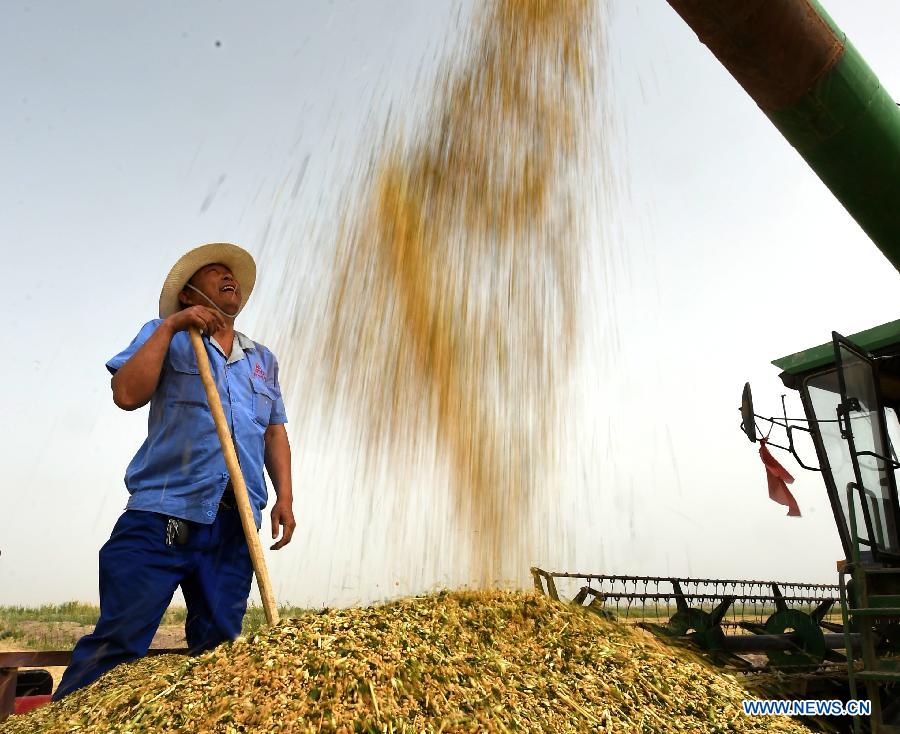 A farmer harvests wheat in Ale, northwest China's Xinjiang Uygur Autonomous Region, June 12, 2015.