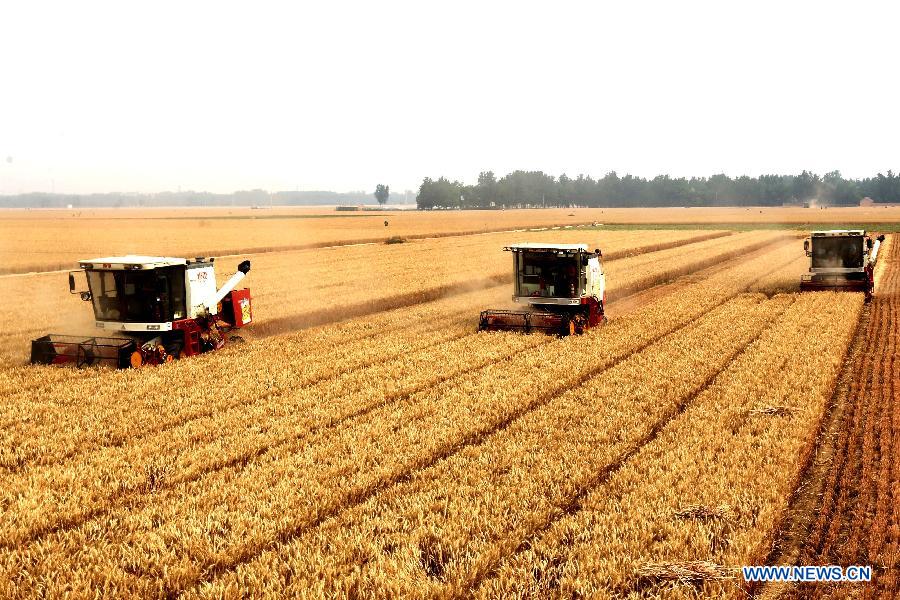Combine harvesters work at a wheat field in Hua county, central China's Henan Province, June 11, 2015. 
