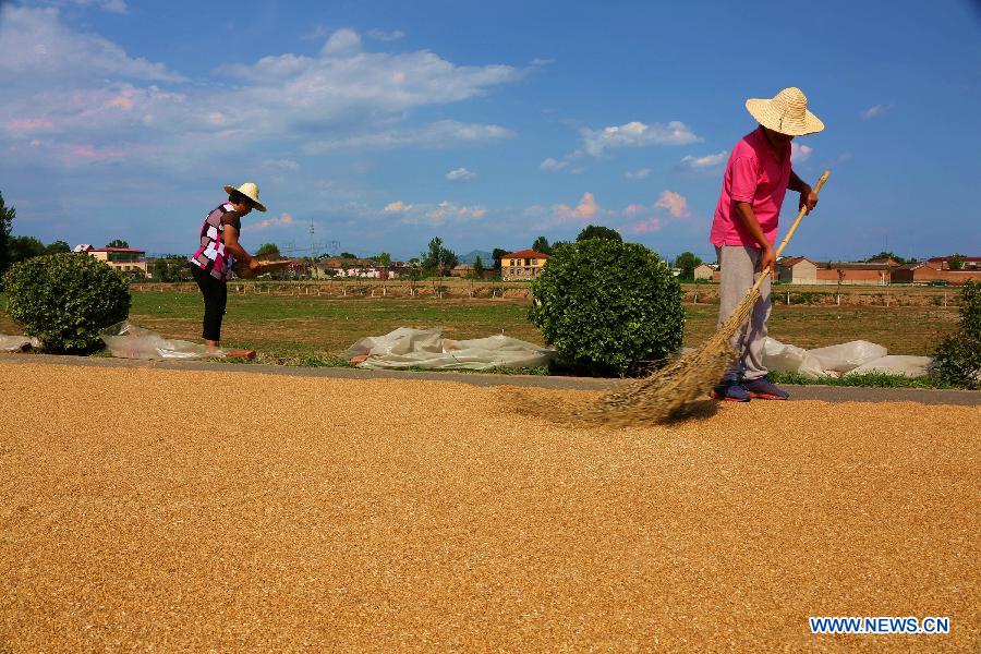 Farmers dry wheat in the Huairou District of Beijing, capital of China, June 14, 2015.