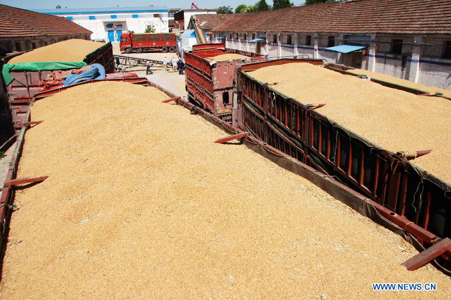 Harvested wheat is seen in Neixiang county, central China's Henan Province, June 11, 2015. 