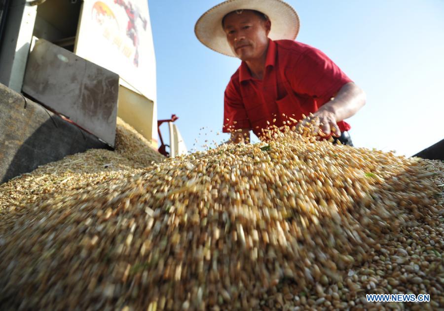 A farmer unloads wheat in Zaozhuang, east China's Shandong Province, June 5, 2015. 