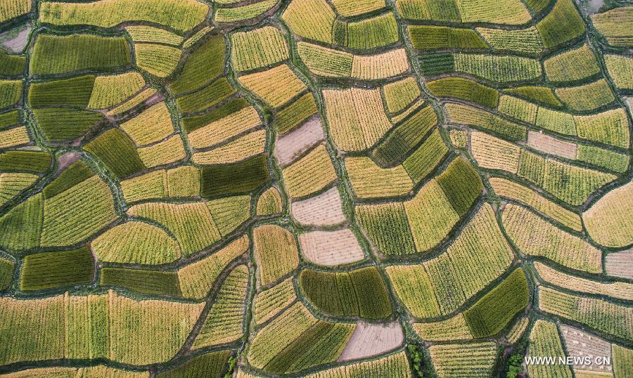 CHINA-SICHUAN-XIANGCHENG-COUNTRYSIDE SCENERY (CN)