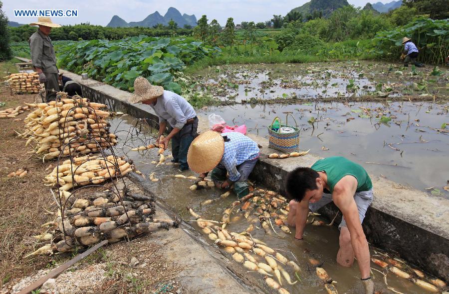 #CHINA-GUANGXI-LIUZHOU-LOTUS ROOTS-HARVEST (CN)
