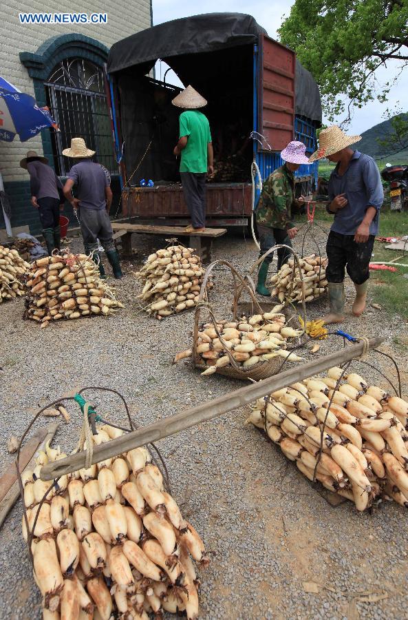 #CHINA-GUANGXI-LIUZHOU-LOTUS ROOTS-HARVEST (CN)