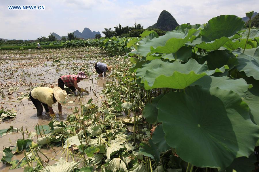 #CHINA-GUANGXI-LIUZHOU-LOTUS ROOTS-HARVEST (CN)