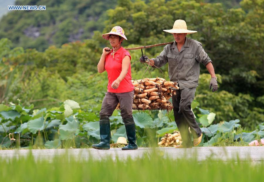 #CHINA-GUANGXI-LIUZHOU-LOTUS ROOTS-HARVEST (CN)