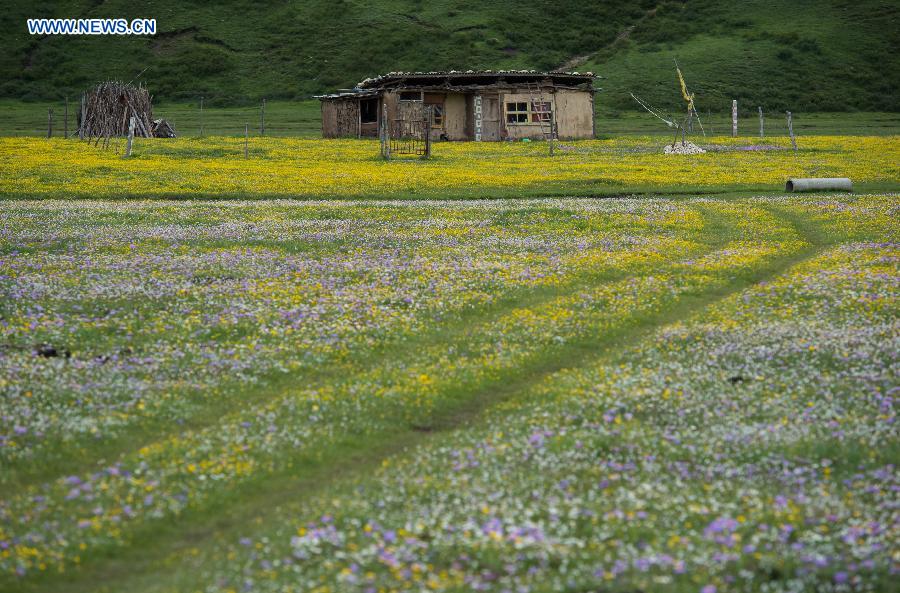 CHINA-SICHUAN-HIGH ALTITUDE-FLOWERS (CN)