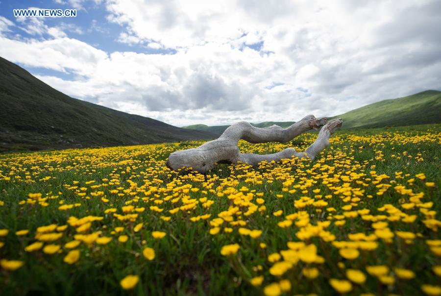 CHINA-SICHUAN-HIGH ALTITUDE-FLOWERS (CN)