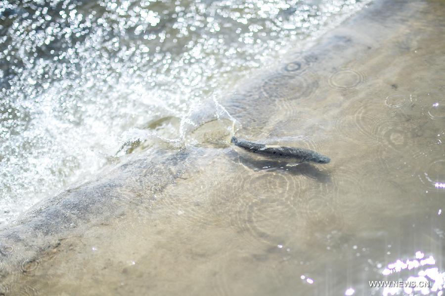 An adult migratory naked carp (Gymnocypris przewalskii), a kind of rare carp, is seen during the spawning season in the Shaliu river around Qinghai Lake, northwest China's Qinghai Province, June 23, 2015.