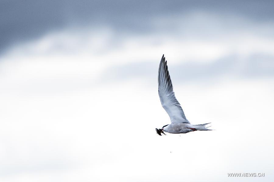 A water fowl catching a naked carp flies over the Shaliu river around Qinghai Lake, northwest China's Qinghai Province, June 24, 2015. 