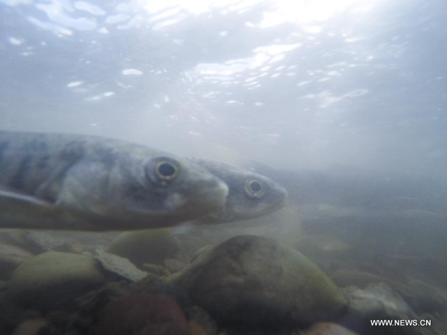 Adult migratory naked carps (Gymnocypris przewalskii), a kind of rare carps, are seen during the spawning season in the Shaliu river around Qinghai Lake, northwest China's Qinghai Province, June 23, 2015. 