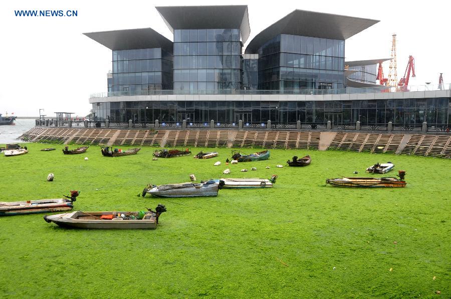 #CHINA-LIANYUNGANG-GREEN ALGAE(CN)