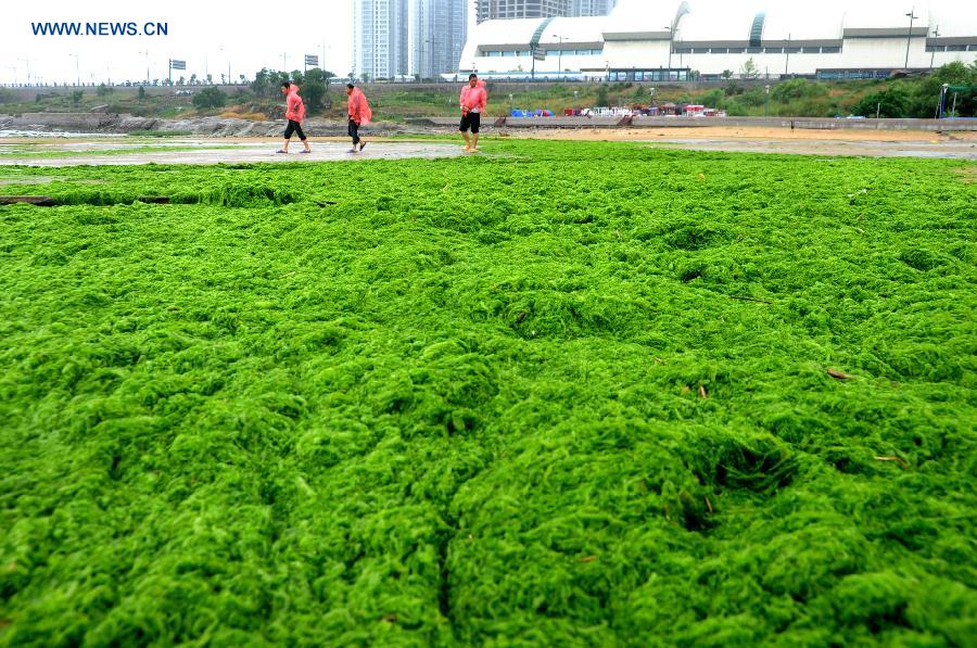 #CHINA-LIANYUNGANG-GREEN ALGAE(CN)